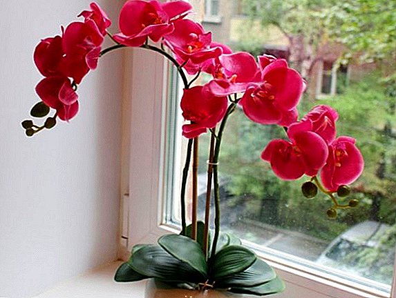 Lub orchid muaj blossomed: ua li cas nrog lub xub, nta ntawm kev kho mob orchid tom qab flowering