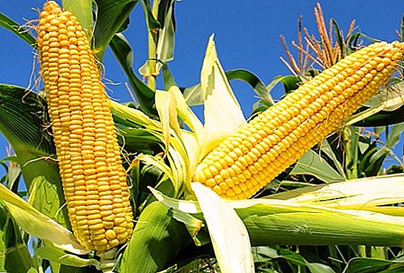 Conceptos básicos sobre o cultivo e o coidado do millo no xardín