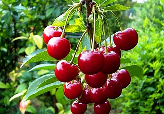 ជំងឺចម្បងនិងសត្វល្អិតនៃ cherries និងវិធីសាស្រ្តក្នុងការប្រយុទ្ធប្រឆាំងនឹងពួកគេ