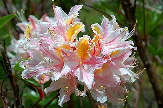Matenda akuluakulu a rhododendron ndi mankhwala awo