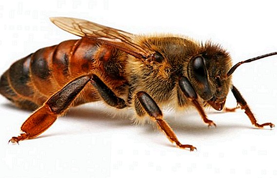 Glavne funkcije pčelinje žene u porodici pčela