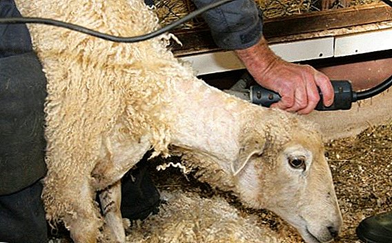 Kriteret kryesore për përzgjedhjen e gërshërëve të deleve