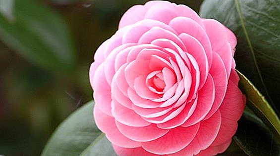 Zava-nisongadina ny fambolena sy fikarakarana ny zaridaina camellia