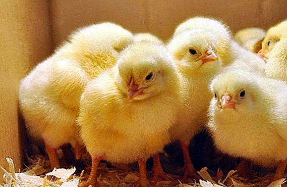 Mga pangunahing alituntunin para sa pangangalaga at paglilinang ng mga chickens pagkatapos ng isang incubator