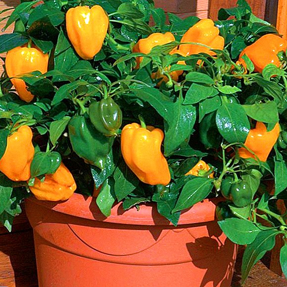 Основни правила за одгледување садници од пиперка: како да се впие семе пред садење