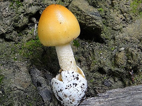 Atụmatụ nke pusher mushrooms (floats)