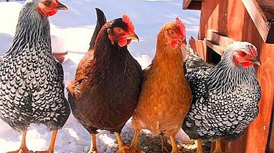 Тахиануудад хооллох, тэжээх, тэжээх онцлог, дүрэм журам