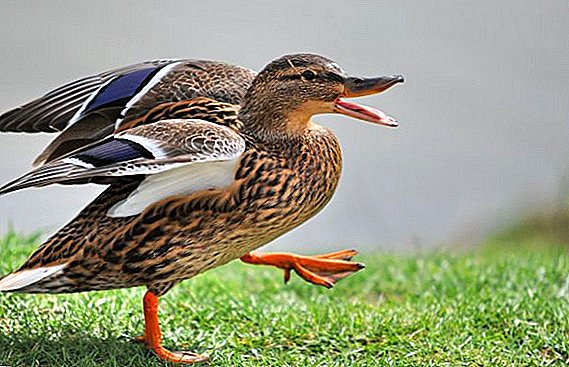 Карактеристики на хранење патки дома: го сочинуваат исхраната