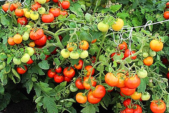 Ny endriky ny fitsaboana sy ny fisorohana ny tomato cladosporia