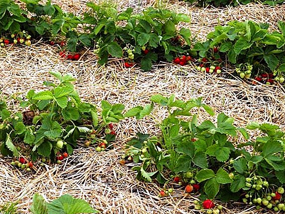 Ny endriky ny mulching strawberry: karazana mulch sy fitsipika fampiasana