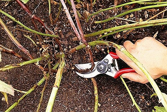 Mga tampok ng pagputol ng mga blackberry sa pagkahulog: isang pamamaraan para sa pagbuo ng isang bush para sa mga baguhan gardeners