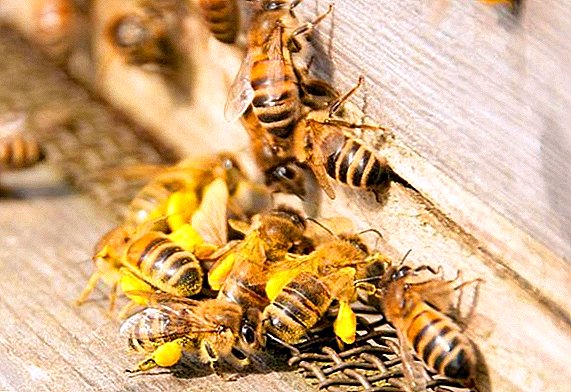 Features beekeeping pro tironibus impetro coepi ad