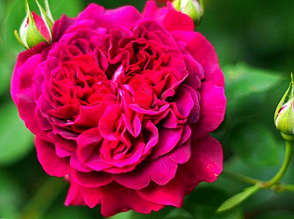 Karakterizaĵoj de plantado kaj prizorgado de rozoj William Shakespeare (kun foto)
