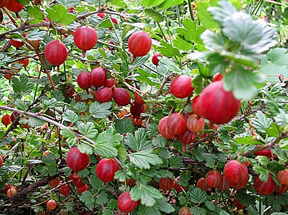 Karatteristiċi tat-tħawwil u l-kura tal-gooseberries fil-ġnien tiegħek