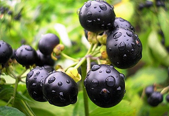 Sunberry लागवड आणि वाढत वैशिष्ट्ये