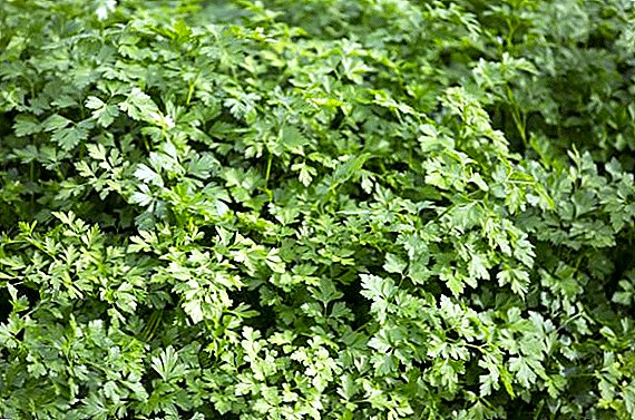हिवाळा साठी पेरणी parsley वैशिष्ट्ये