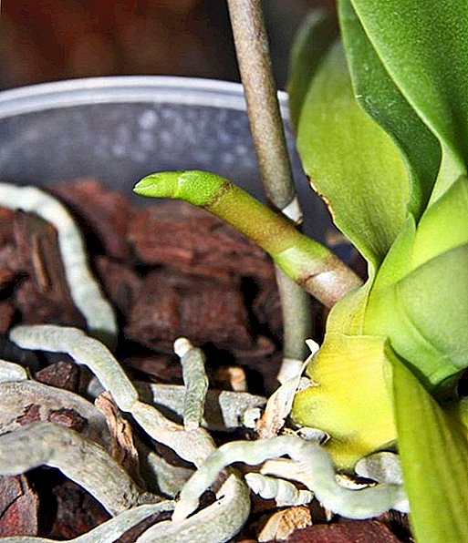 Características da aparición dun pedúnculo de orquídeas