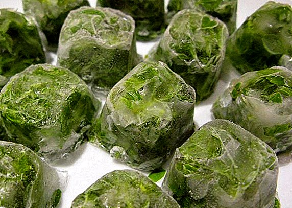 Nta ntawm daim ntawv thov ntawm ice parsley cosmetic ice cubes