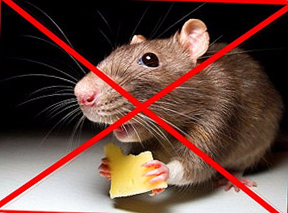 Características do uso de raticidas para a destrución de ratas, ratos e outros roedores