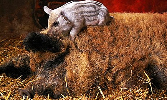 Značajke uzgoja svinja uzgajaju mađarsku mangalicu