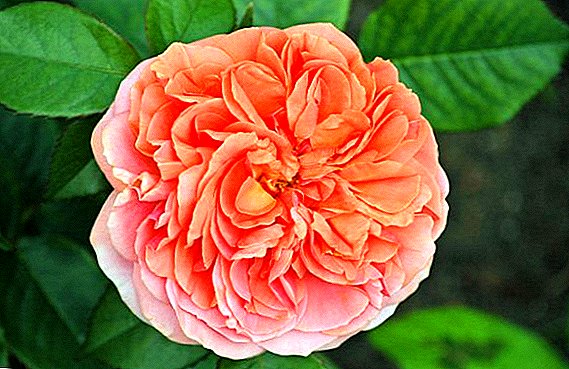 Fitur Rose Chippendale, Budidaya lan Perawatan