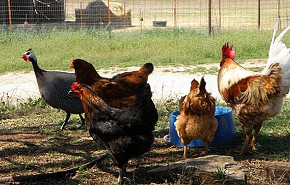 Karakteristikat e përmbajtjes së shpendëve guinea me pulat