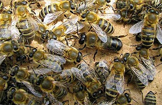 Կաթնամթերքի մեղուների բովանդակության եւ բնութագրերի առանձնահատկությունները
