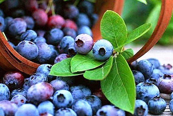 Fitur varieties saka blueberries "Apik banget": tips umum ing tanduran lan care