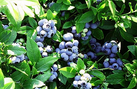 Prezentas variaĵojn de blueberries "Patriot": plantado kaj prizorgado en la lando