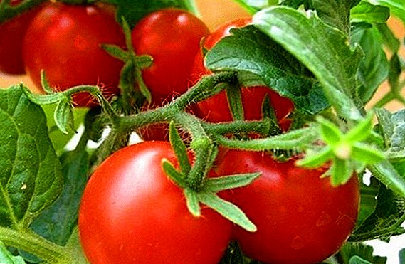 Značajke sorti i pravila uzgoja paradajza "Crvena crvena"