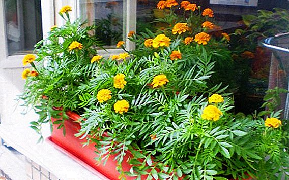 Značajke njege marigolds kada se uzgajaju na balkonu