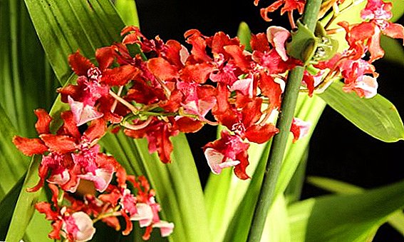 Etxeko orkidea oncidium zaintzeko ezaugarriak ditu