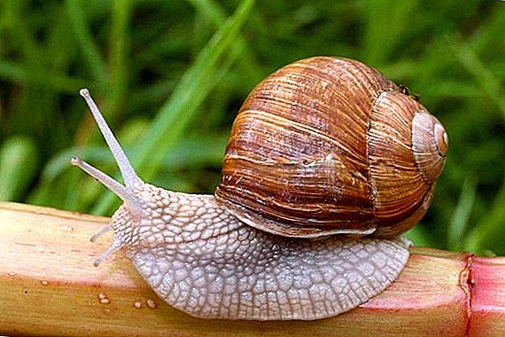 Nag-atiman sa mga snail sa balay