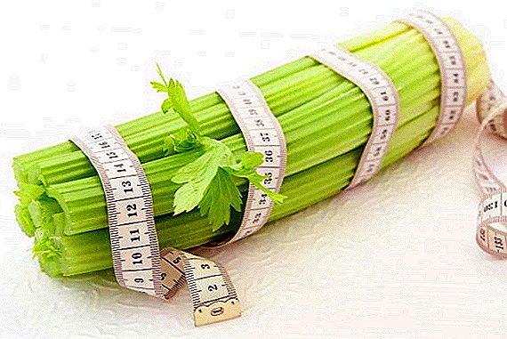 Naggamit ang paggamit sa celery alang sa pagkawala sa timbang