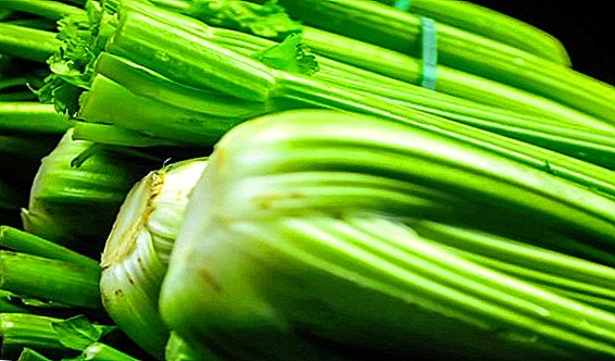 ຄຸນນະສົມບັດຂອງການນໍາໃຊ້ celery ໃນລະຫວ່າງການຖືພາ