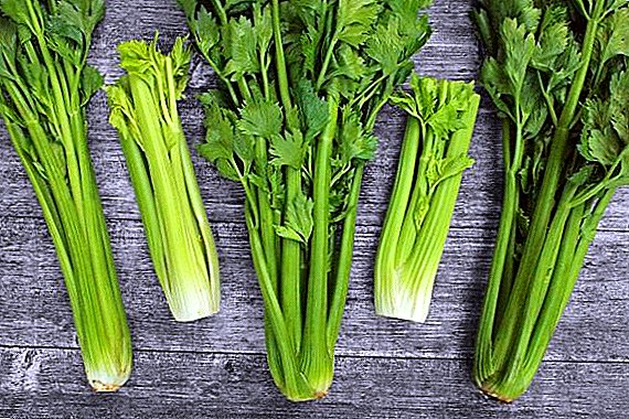 Mga gamit sa paggamit sa celery sa diabetes mellitus