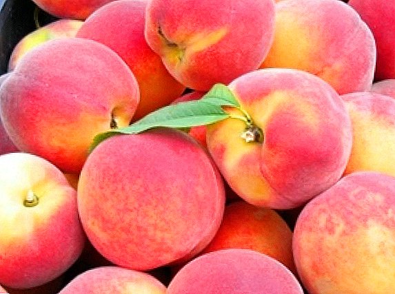 Mga kinaiya sa spring pruning peach