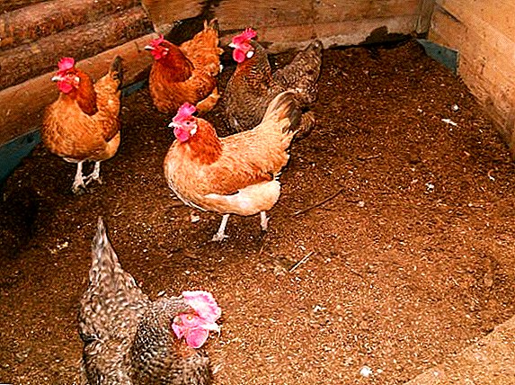 Características da selección e utilización do lixo de fermentación para as galiñas