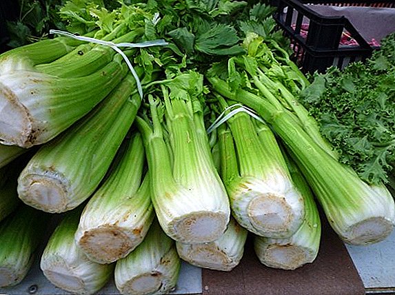 Karakterizaĵoj de la kultivado de stalked celerio: reguloj de plantado kaj prizorgo