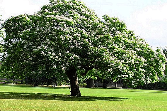 Karakteristikat e rritjes së një peme catalpa: mbjellja dhe kujdesi