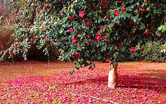 Kenmerke van die groeiende Camellia-boom
