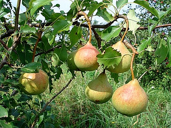 សណ្តែកនៃការរីកលូតលាស់ pears នៃពូជ "Lyubititsa Yakovleva