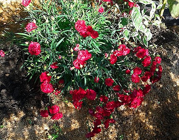 Fitur akeh carnation Chabo: sowing kanggo tunas lan care ing lapangan mbukak