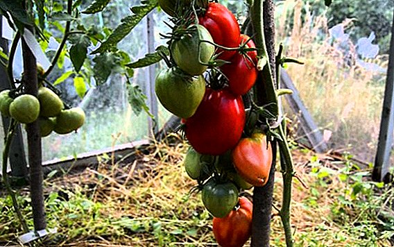 Karakterizaĵoj de la kulturo kaj karakterizaj varioj tomato Mazarin