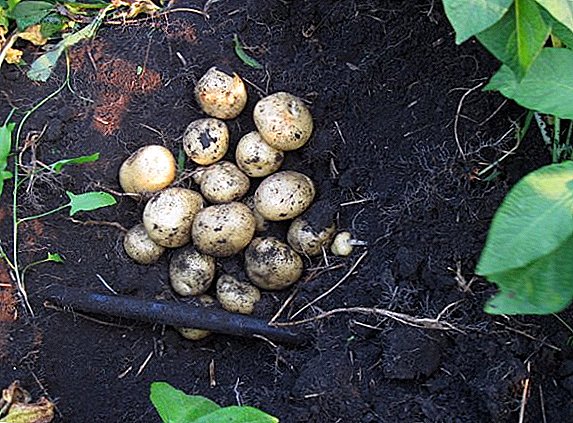 Fitur budidaya sareng ciri tina rupa-rupa kentang Veneta