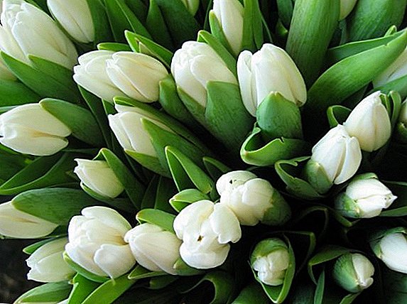 Izici zokulima kanye nezinhlobo ezidumile ze-tulips ezimhlophe
