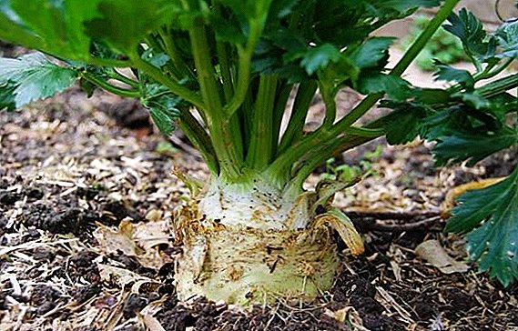 Karakteristikat e kultivimit dhe kujdesit për selino rrënjë në terren të hapur