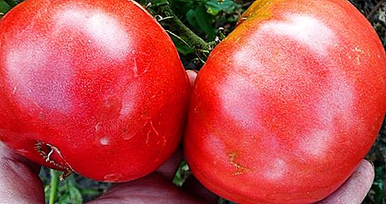 ٹماٹر کی کشتی اور دیکھ بھال کی خصوصیات گلابی شہد