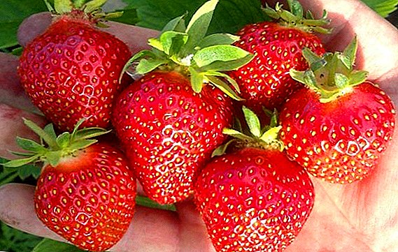 Potur ngembang strawberries "Clery" di pondok usum panas maranéhanana