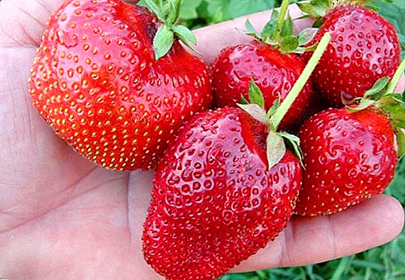 Tambahan saka budidoyo saka strawberries varieties "Kama"